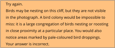 Try again.  Birds may be nesting on this cliff, but they are not visible  in the photograph. A bird colony would be impossible to  miss: it is a large congregation of birds nesting or roosting  in close proximity at a particular place. You would also  notice areas marked by pale-coloured bird droppings. Your answer is incorrect.