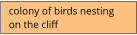colony of birds nesting  on the cliff